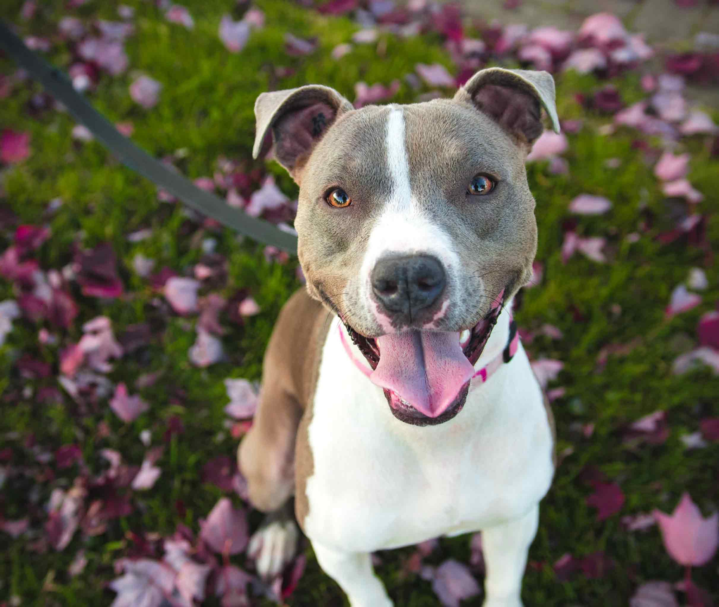 Chien dormant paisiblement dans un panier