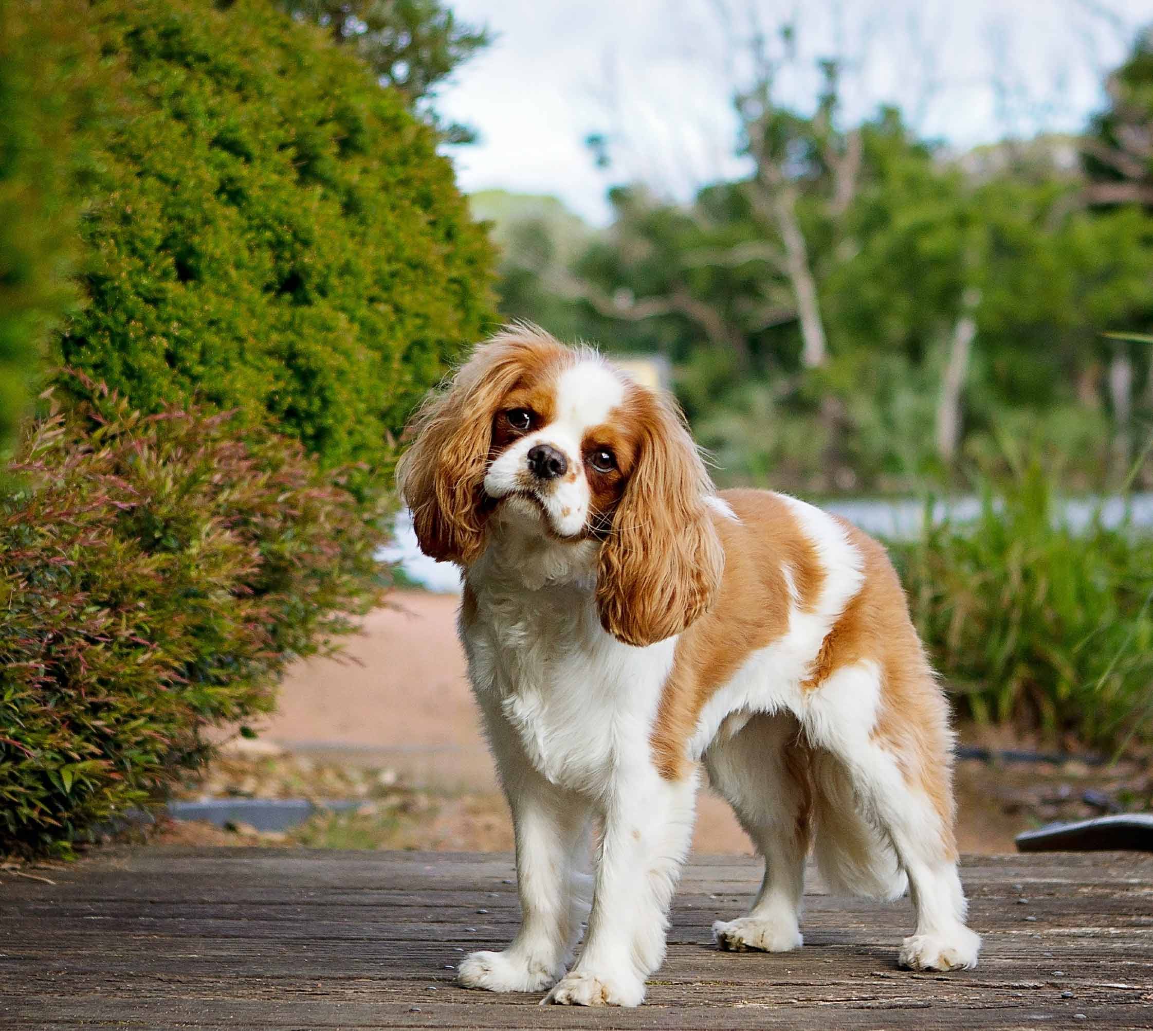 Personne promenant un chien en laisse en forêt